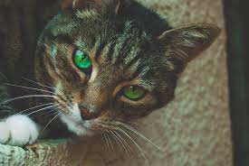 Gray Tabby Cat with Green Eyes · Free Stock Photo