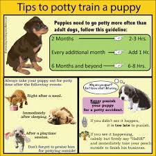 puppy er training for beginners