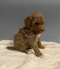 toy poodle puppies nex tech clifieds