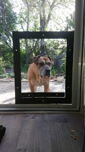 Pet Door Ever For Dogs And Cats