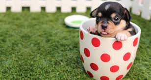 teacup dogs fashionable but inhumane