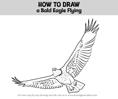 how to draw a bald eagle flying bird