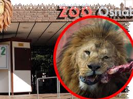 Learn the translation for 'löwe' in leo's english ⇔ german dictionary. Zoo Horror In Osnabruck Lowe Attackiert Pflegerin Tiere