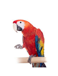 scarlet macaw parrot petplus