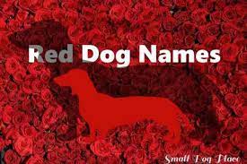 150 red dog names perfect for your