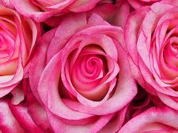 pink roses rose petal flower fl