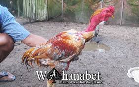 Sabung ayam pukul keok blibiz(merah)vz pistol.part1. Ciri Ayam Ganoi Legendaris Yang Berasal Dari Vietnam