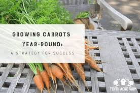 Growing Carrots Year Round A Strategy