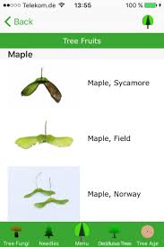 Identify Trees With Our Apps Tree App