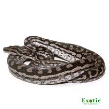 2018 female inland carpet python