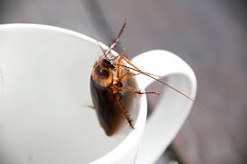 ground up roaches in coffee tins