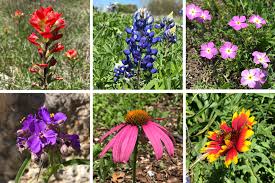 hill country wildflower identification