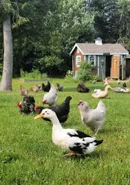 Backyard Ens And Ducks