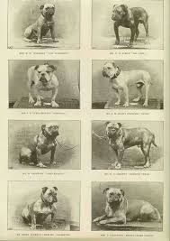 Vintage Bulldog Pic French Bulldog Breed Bulldog Breeds