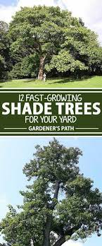 The Best Fast Growing Shade Trees For