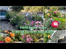 David Austin Roses Uk Garden Tour