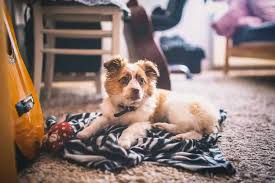 5 best blankets for dogs great options