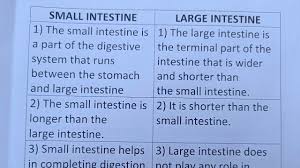 difference between small intestine and