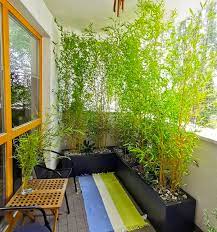 7 Best Types Of Bamboo Plants For