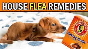 naturally permanently eliminate fleas
