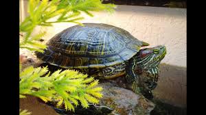 What To Feed Your Turtle Feeding Tips For Aquatic Red Eared Slider Diet Care Guide