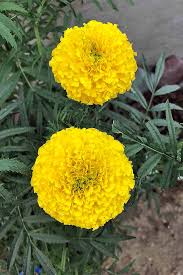 grow and care for marigolds