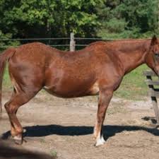 living with equine cushing s disease