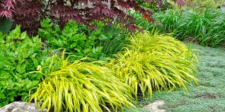 Ornamental Grasses For Your Landscape
