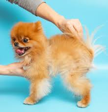 dog hair fall causes symptoms