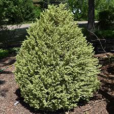 variegated boxwood buxus sempervirens