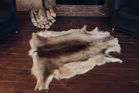 bear skin rug images