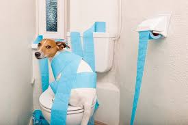 home remes for dog constipation