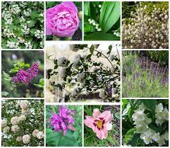 Scented Plants For Your Garden 10
