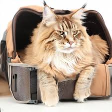 5 best cat carriers for maine s