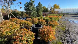 Good Day Gardening Fall Landscape And