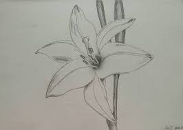 lily flower drawing by ana dima
