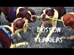 boston terriers this meetup was huge