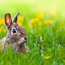 keep rabbits from eating garden plants
