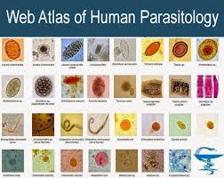 Web Atlas Of Medical Parasitology Aims To Provide