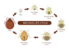 bed bug infestation in multi family and