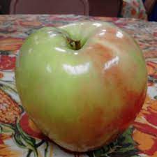 large honeycrisp apple and nutrition facts