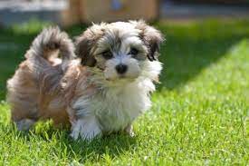 havanese puppies in india at