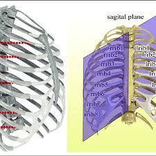 The rib cage is the arrangement of ribs attached to the vertebral column and sternum in the thorax of most vertebrates, that encloses and protects the vital organs such as the heart. Left Side Ribs Of Rib Cage As Anatomical Landmarks And Simulated Download Scientific Diagram
