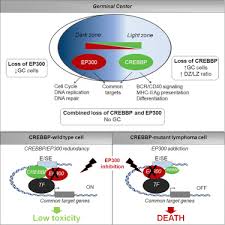 Unique And Shared Epigenetic Programs Of The Crebbp And