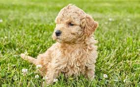 Our puppies will put a smile on your face and love in your heart❤. 14 Cute Facts You Didn T Know About The Mini Goldendoodle All Things Dogs All Things Dogs