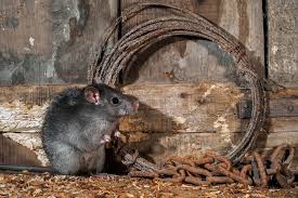 how to keep rats out of your shed