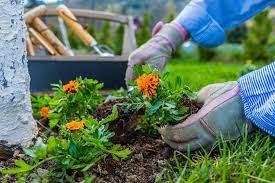 planting caring for marigold flowers