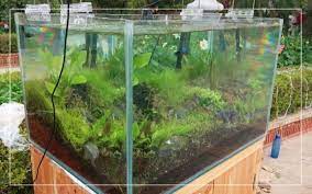 Can You Keep Your Fish Tank Outside