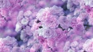 pink flower wallpapers for