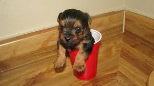teacup yorkie facts about tea cup